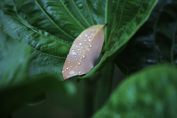 leaf with drops of water