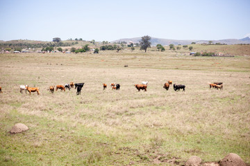 Cattle out in a rural pasture near Creighton, South Africa