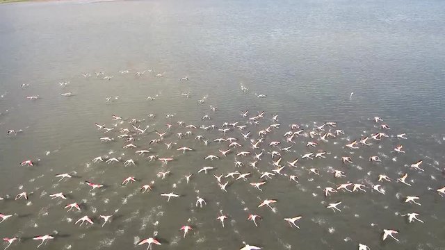 Aerial view of colony of flamingos in Kalohori Thessaloniki Greece, move forward and over by drone