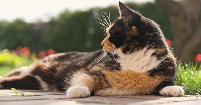Cat laying down on garden pavement isolated  