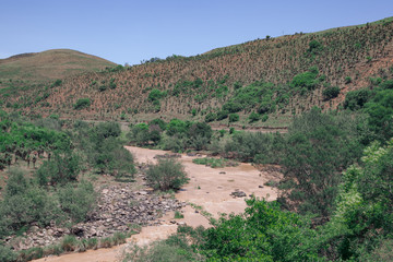 The hillsides along the Ngwangwane river in KZN are well known for the abundance of Aloes trees and can be viewed by train ride along the river. Creighton, South Africa.