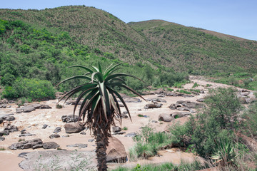 Fototapeta premium The hills along the Ngwangwane river are abundant with Aloe trees that flower in winter and are best viewed by taking the train along the river side. Creighton, South Africa.