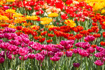 Multicolor spring tulips