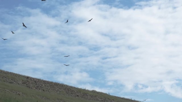 A large flying flock, or "kettle" of Black Vultures soaring on the updraft air currents lifting off the Jordan Lake Dam near Raleigh, North Carolina