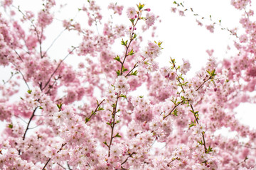 cherry tree in bloom 