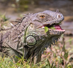iguana