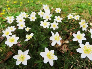 Fototapeta na wymiar flowerbed with white windflowers