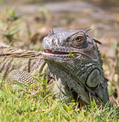 iguana