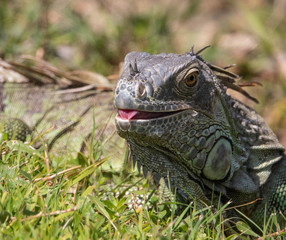 iguana