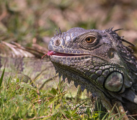 iguana