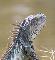 iguana