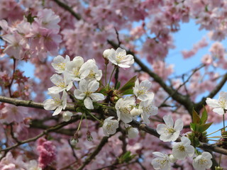 white cherry blossoms in front of pink cherry blossoms