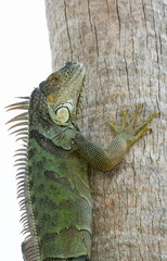 iguana