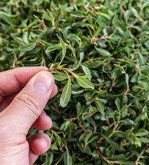 madimak grass close-up, madimak herb for cooking,