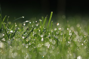 Close Up Of Fresh Grass With Water Drops In The Early Morning