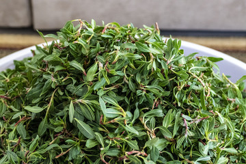 madımak food consumed as fresh grass, knotweed grass to the turkey,,madimak grass close-up,...