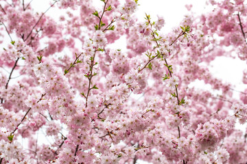 cherry tree in bloom 