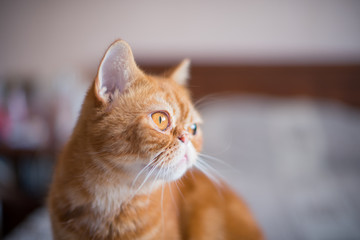 Gorgeous redhead adult pedigreed British exot in an elegant pose sits on upholstered furniture. Close-up.