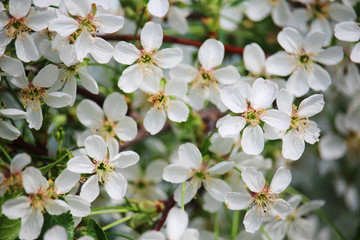 Fototapeta premium Blossoming trees in spring season 