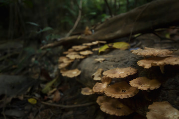 Mushrooms in tropical forest near waterfall in Phuket Thailand