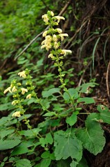 キバナアキギリ