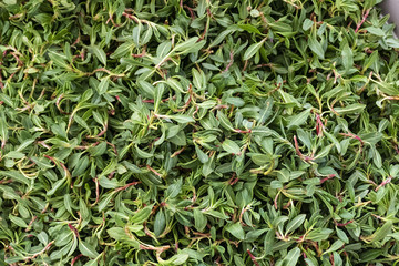Fototapeta premium madimak grass close-up, madimak herb for cooking,