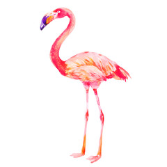 Pink flamingo exotic bird isolated on white background, watercolor illustration.