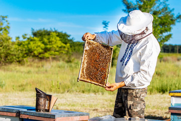 Beekeeper inspecting honeycomb frame at apiary at the summer day. Man working in apiary....