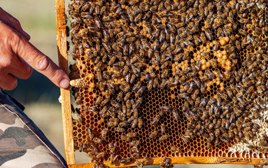 Hand of beekeeper is working with bees and beehives on the apiary. Bees on honeycombs. Frames of a...