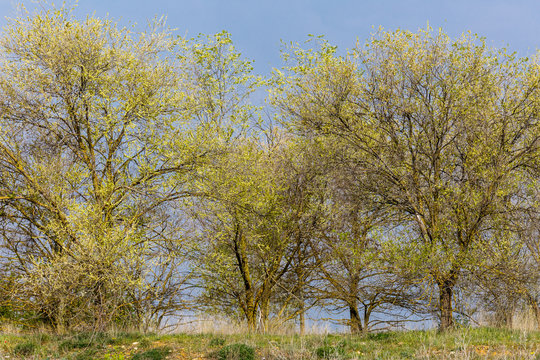 Robinias pseudoacacia. Falsa acacia. Árboles brotando en primavera.