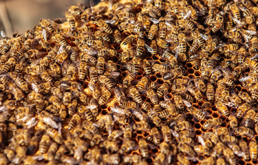 Bees work on honeycomb. Apiculture.