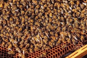 Honey Bees on Honeycomb. Frames of a bee hive. Apiculture.