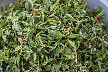 madimak grass close-up, madimak herb for cooking,