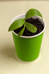 Beautiful young sprout in a green glass of paper. Ecological dishes