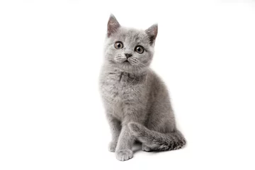 Fotobehang Kitten British blue on white background. Cat sitting © D'Action Images