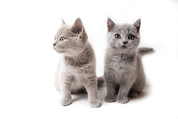 Two kittens British on white background