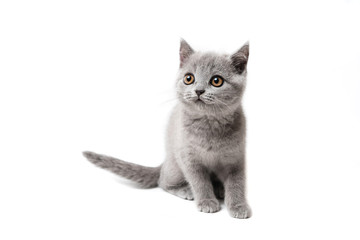 Kitten British blue on white background. Cat sitting