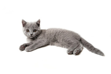 Kitten British blue on white background. Cat lying 