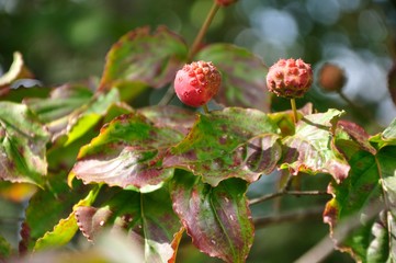 ヤマボウシの果実