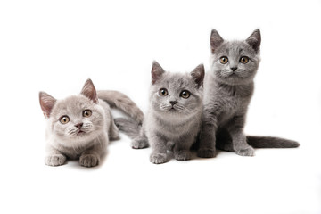 Three kittens British on white background
