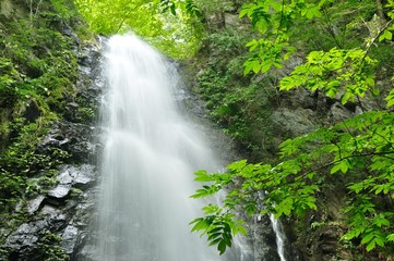 Fototapeta premium 百尋ノ滝