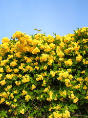 満開のモッコウバラと青空