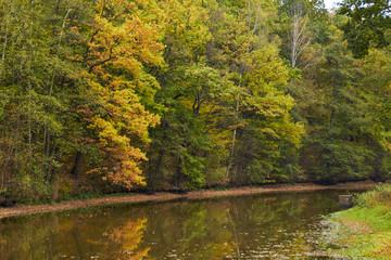 Green forest and river. Forest Lake. The river flows among trees. Beautiful view of nature. Landscape photo of green forest. Forest nature on a sunny day. Beautiful nature of Germany.