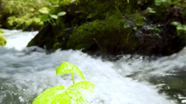 4k tracking shot of natural alpine mountain river creek in green forest woods background