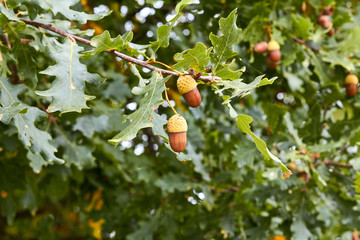 Acorns hang on the tree. Young oak seeds on a green branch of a tree. Oak tree fruit. Twigs of a...