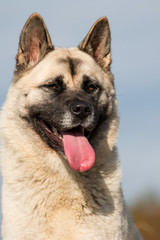 American Akita head shot