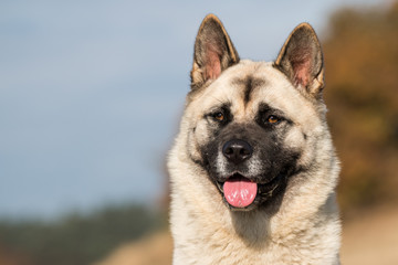 American Akita portrait