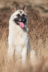 American Akita sitting