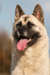 American Akita | Dog