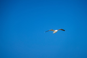 a seagull in the clear blue sky